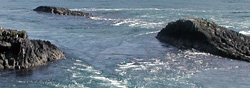 Corryvreckan Whirlpool Pictures, Argyll, Scotland - Close Up of the Gray Dogs That Almost Matches The Film Sequence Corryvreckan Whirlpool Pictures, Argyll, Scotland - Close Up of the Gray Dogs That Almost Matches The Film Sequence